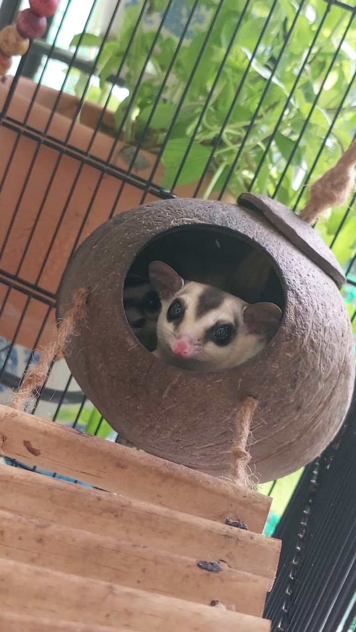 Sugar Glider  - Sugar Glider Small & Furry