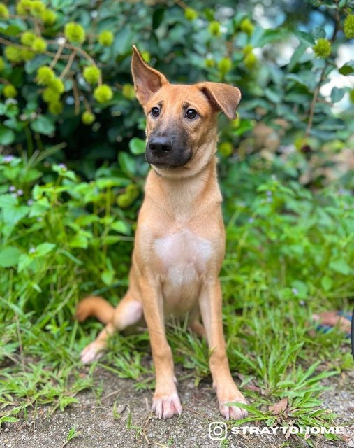 Lerain - Mixed Breed Dog