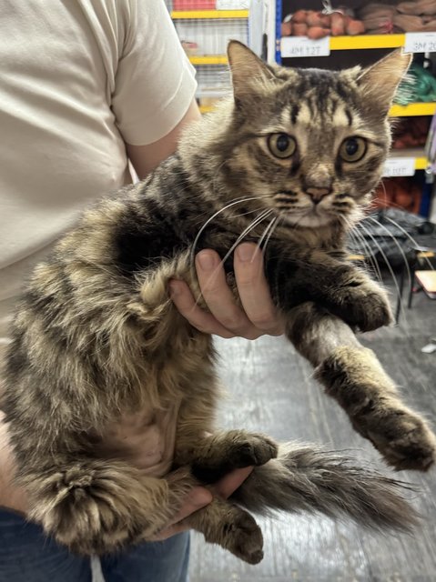 Marko - Maine Coon + Domestic Long Hair Cat