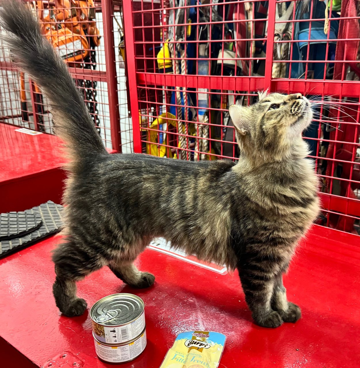 Marko - Maine Coon + Domestic Long Hair Cat