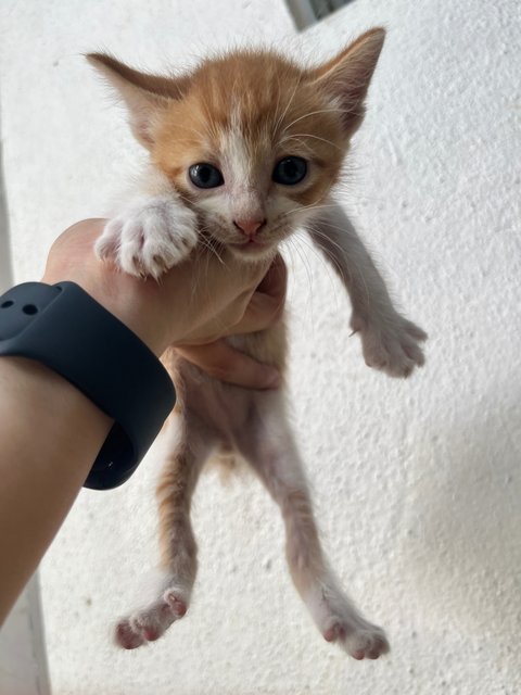 Mango’s Babies - Domestic Medium Hair Cat