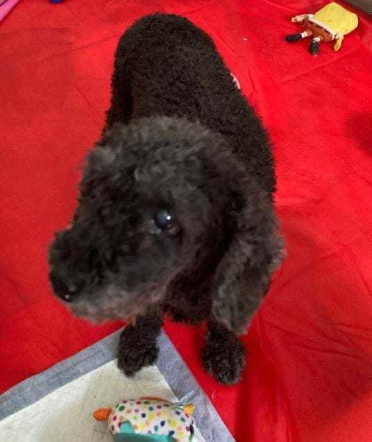 Ruby, The Toy Poodle - Poodle Dog