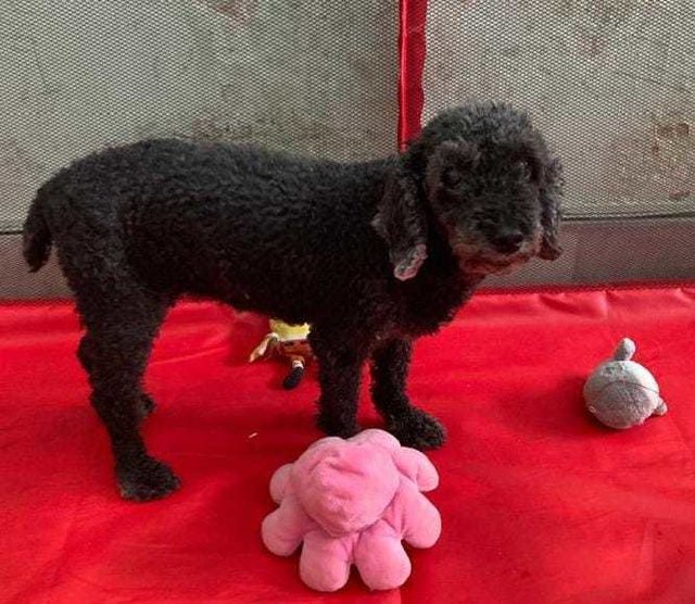 Ruby, The Toy Poodle - Poodle Dog