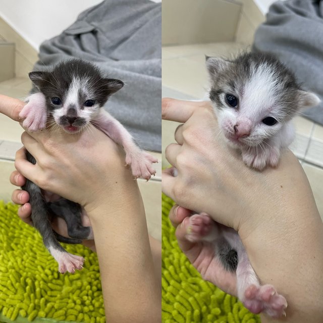 White &amp; Black - Domestic Short Hair Cat