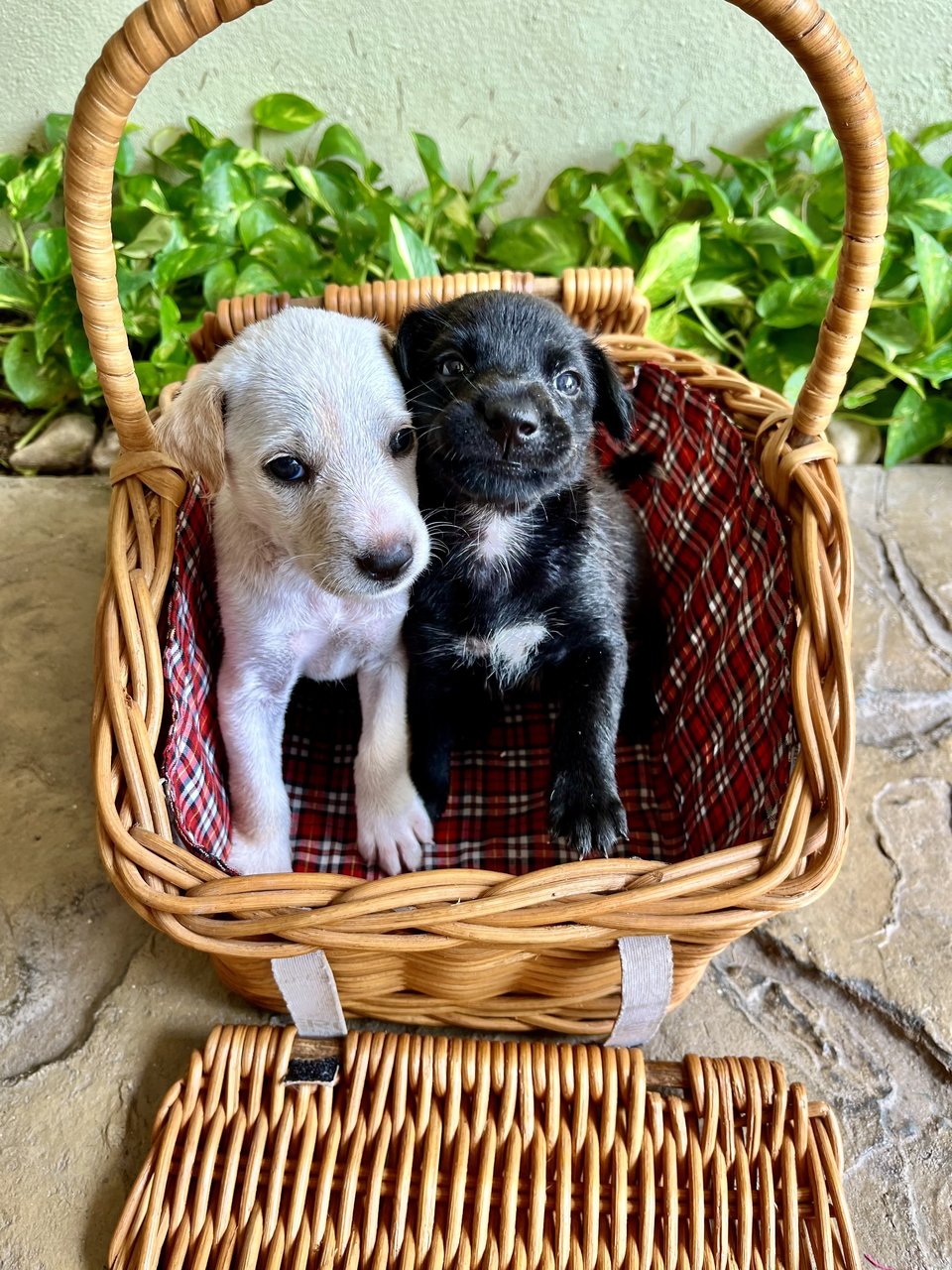 Blanc Et Noir - Mixed Breed Dog