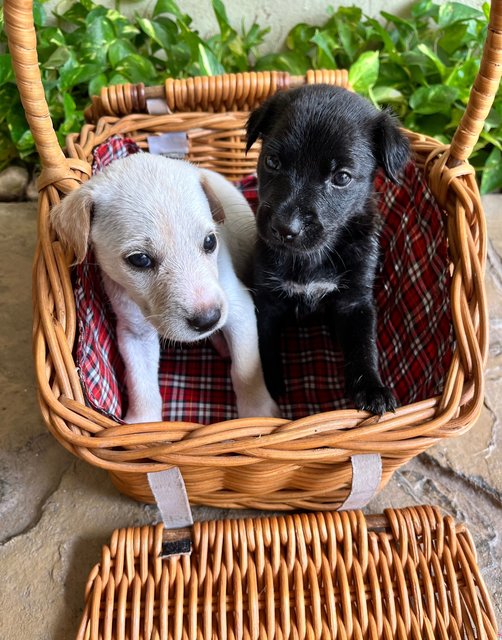 Blanc Et Noir - Mixed Breed Dog