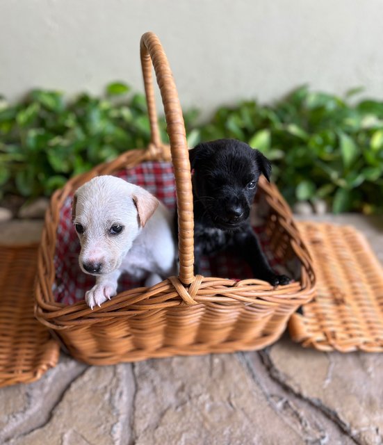 Blanc Et Noir - Mixed Breed Dog