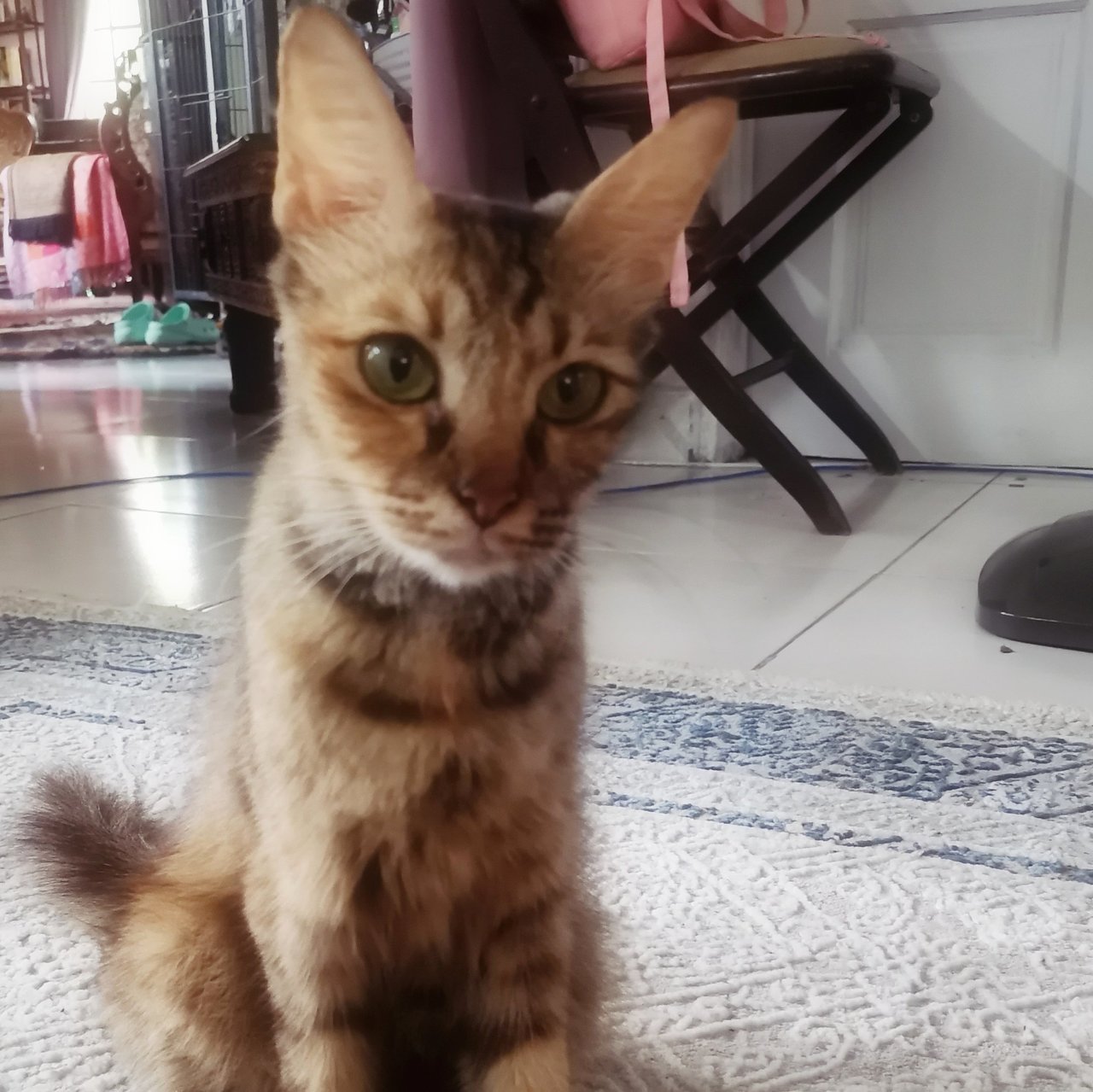 Bambi - Domestic Short Hair Cat