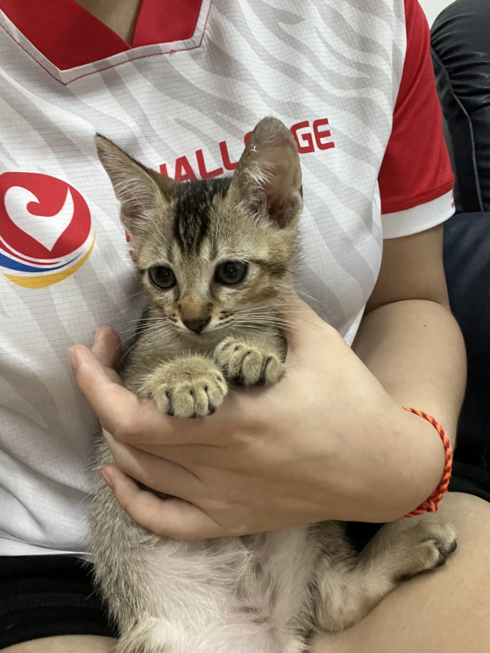 Little Brown - Domestic Short Hair Cat