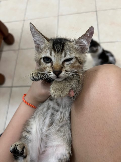 Little Brown - Domestic Short Hair Cat