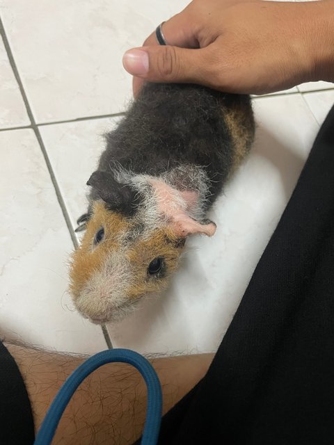 Kuro, Orked, Luna - Guinea Pig Small & Furry