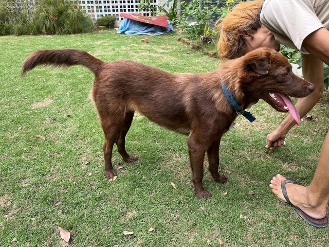 Bonnie - Mixed Breed Dog