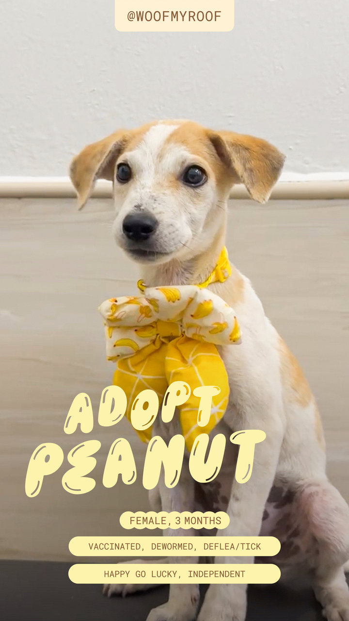 Peanut - Mixed Breed Dog