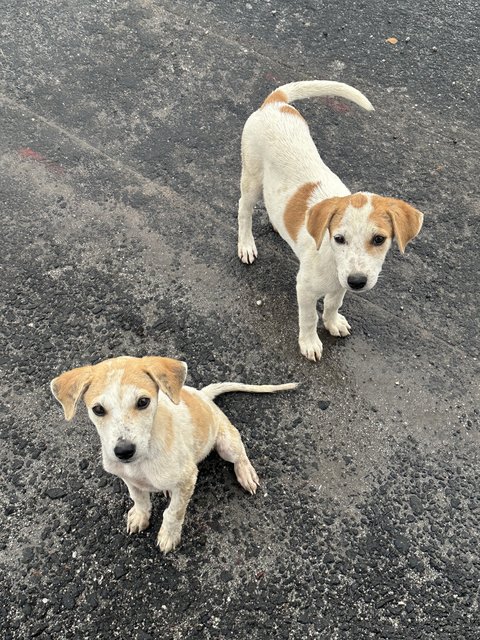 Peanut - Mixed Breed Dog