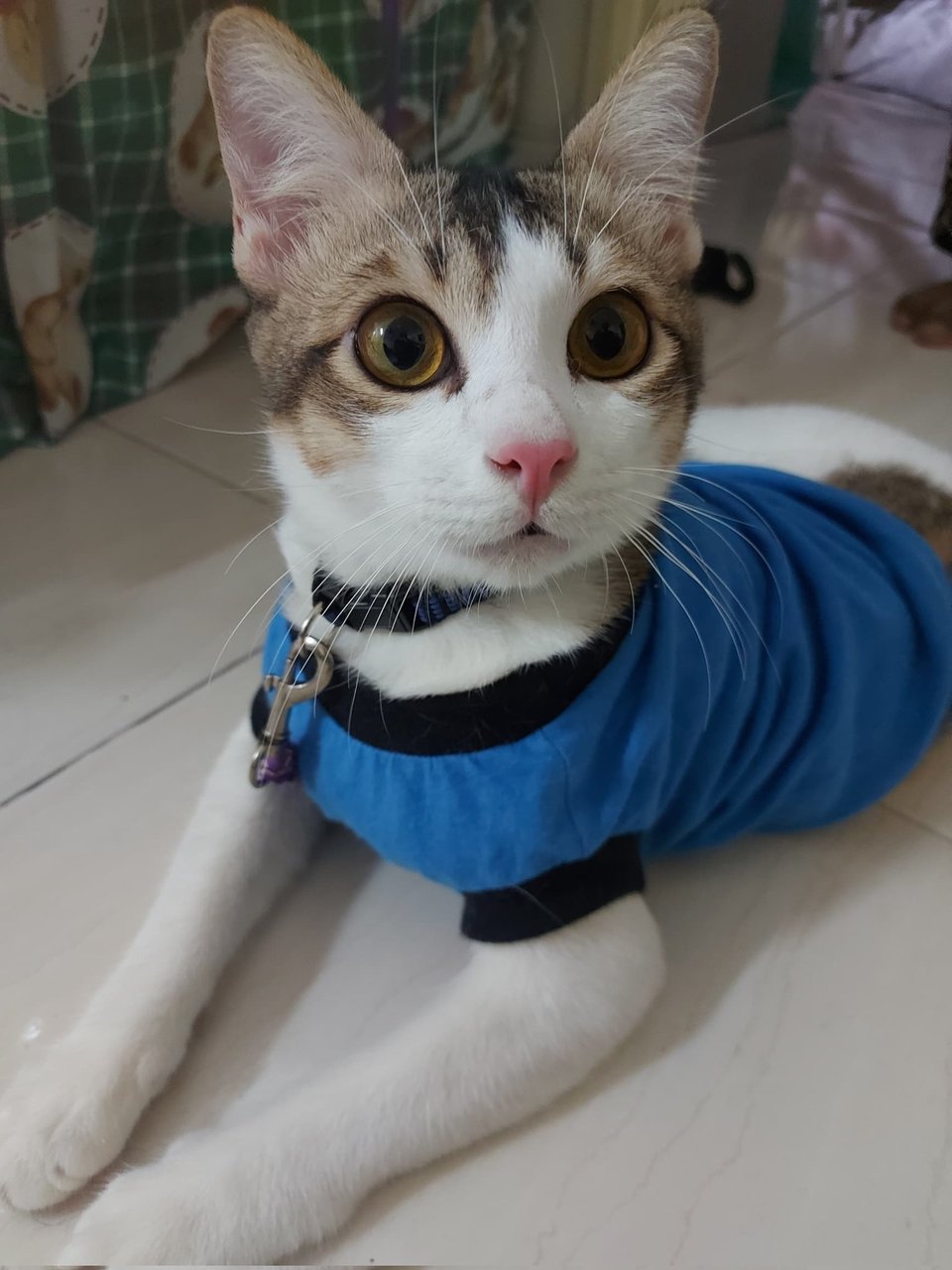 Ninso - Domestic Short Hair + Tabby Cat