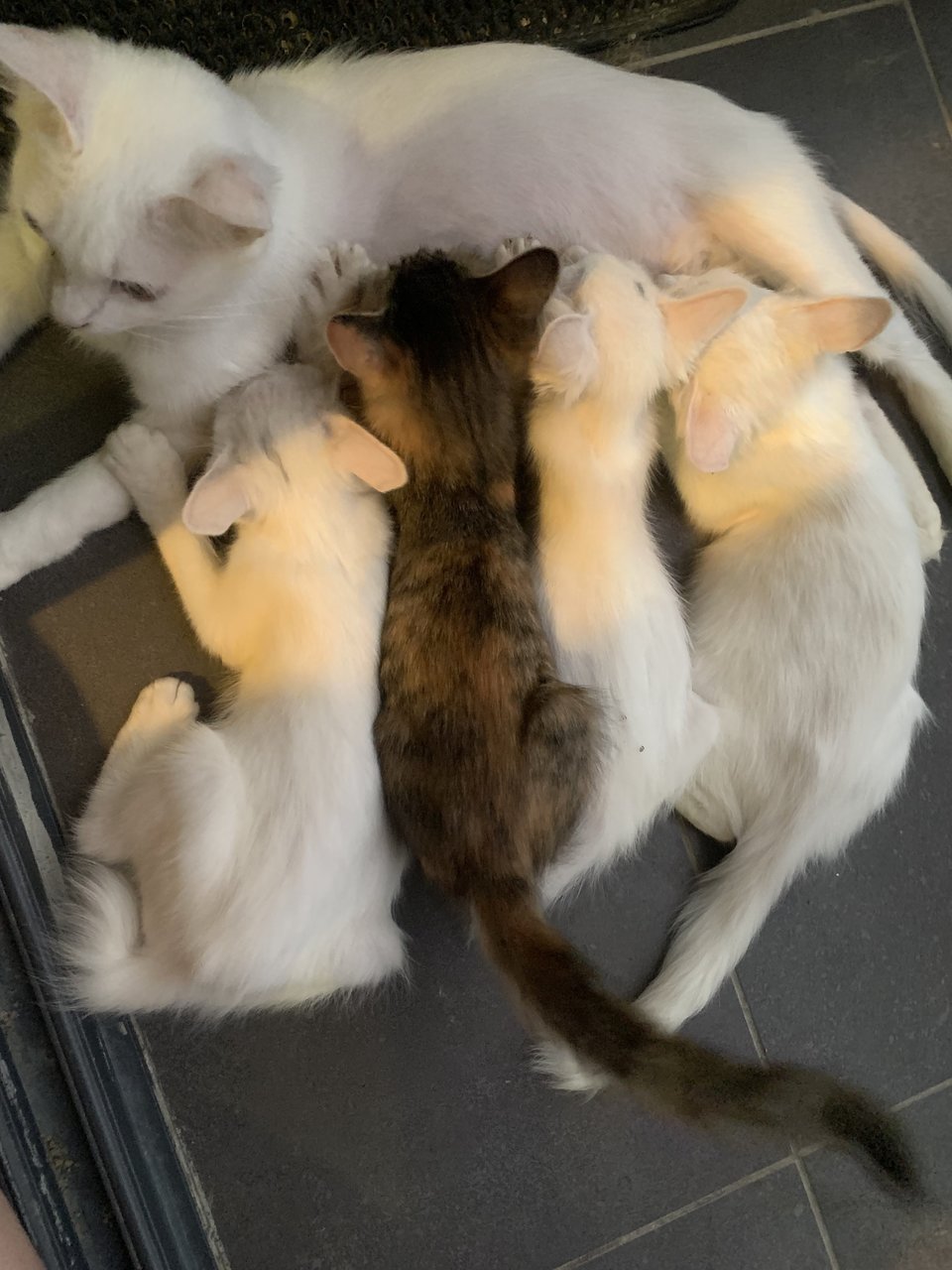 Prettybaby - Turkish Angora + Tuxedo Cat