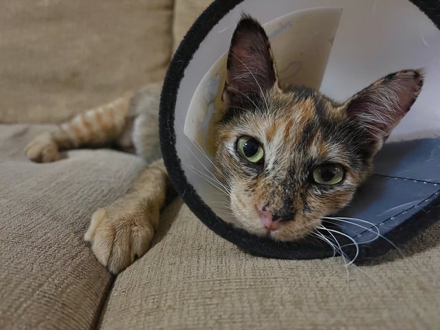 Chair  - Tortoiseshell Cat