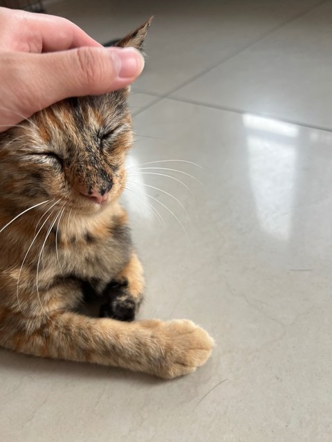 Chair  - Tortoiseshell Cat