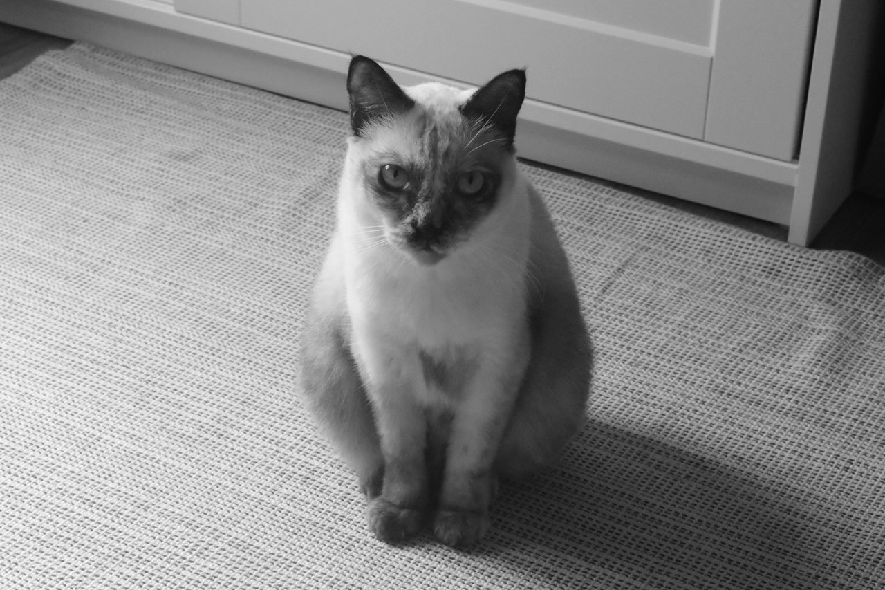 Bella - Siamese Cat