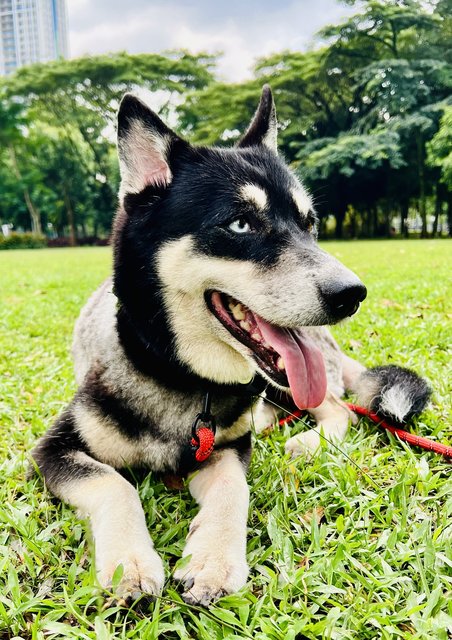 Happy - Siberian Husky + Husky Dog