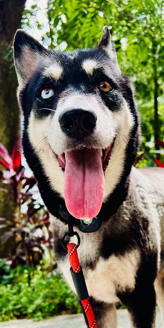 Happy - Siberian Husky + Husky Dog