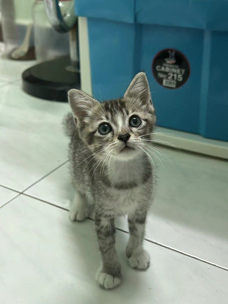 袜子猫 - Domestic Short Hair Cat