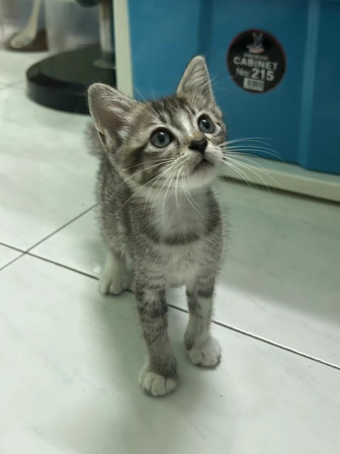 袜子猫 - Domestic Short Hair Cat