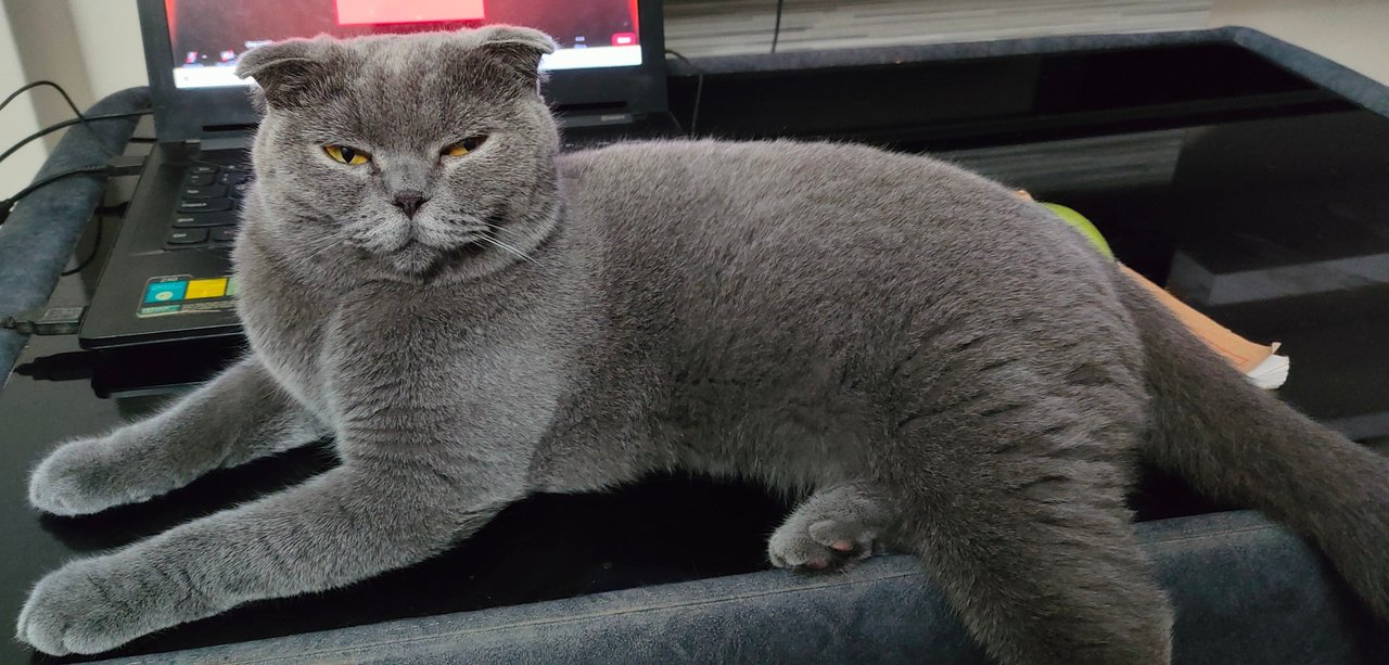 Amber - British Shorthair + Scottish Fold Cat