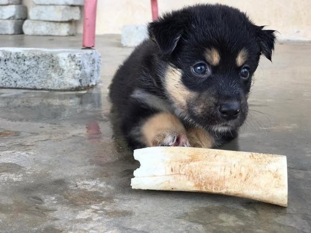 Jack Jack - Husky Mix Dog