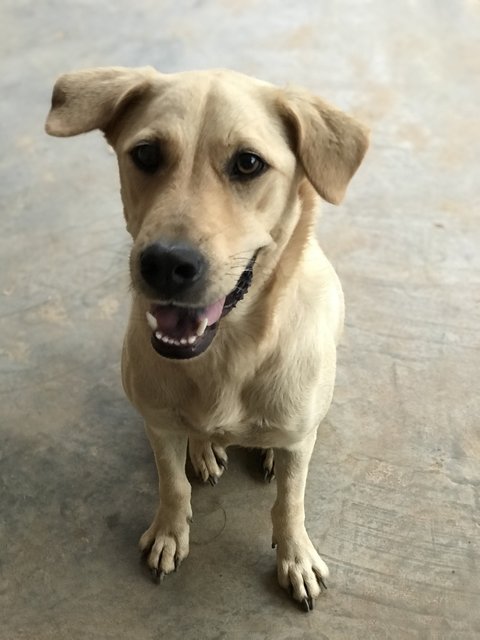 Mana - Labrador Retriever + German Shepherd Dog Dog