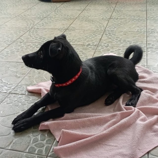 Chilli - Labrador Retriever Mix Dog