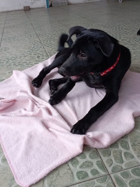 Chilli - Labrador Retriever Mix Dog