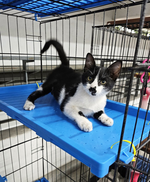 Princeton - A Beautiful Tuxedo Kitty🖤🤍 - Domestic Short Hair Cat