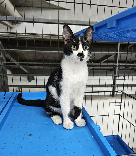 Princeton - A Beautiful Tuxedo Kitty🖤🤍 - Domestic Short Hair Cat