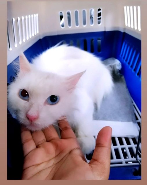 No Name - Turkish Angora Cat