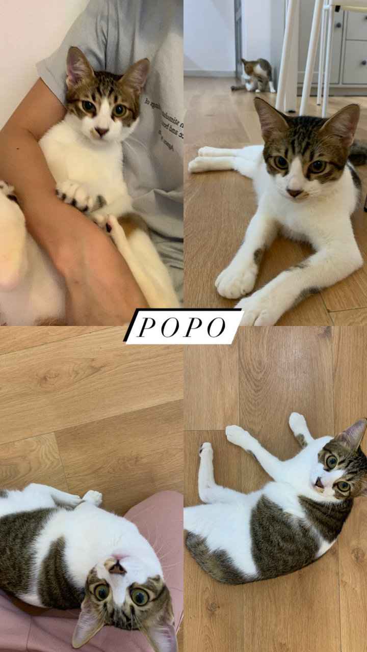 Popo - Domestic Medium Hair Cat