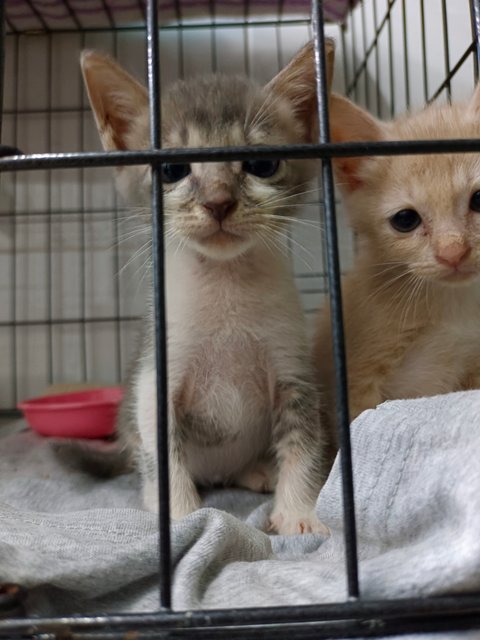 Woody &amp; Grey - Domestic Short Hair Cat