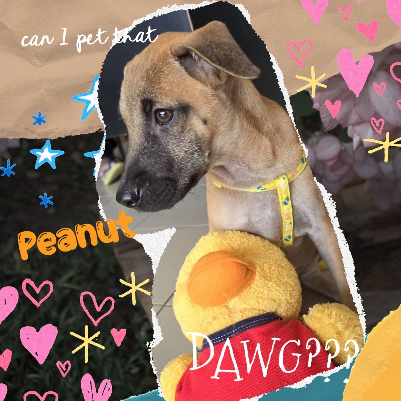 Peanut  Girl - Mixed Breed Dog