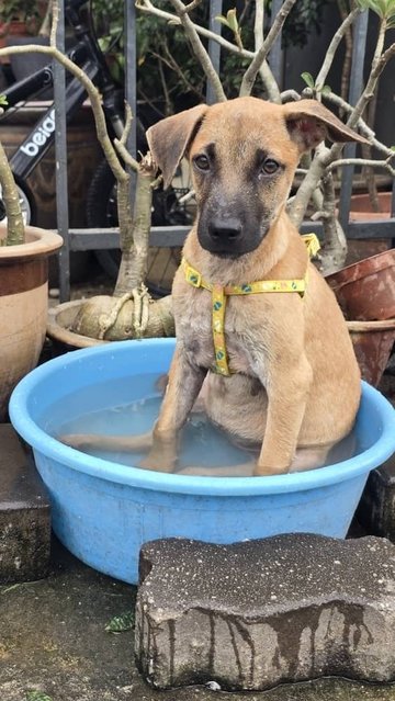 Peanut  Girl - Mixed Breed Dog