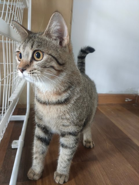 Sweety - British Shorthair + Bengal Cat