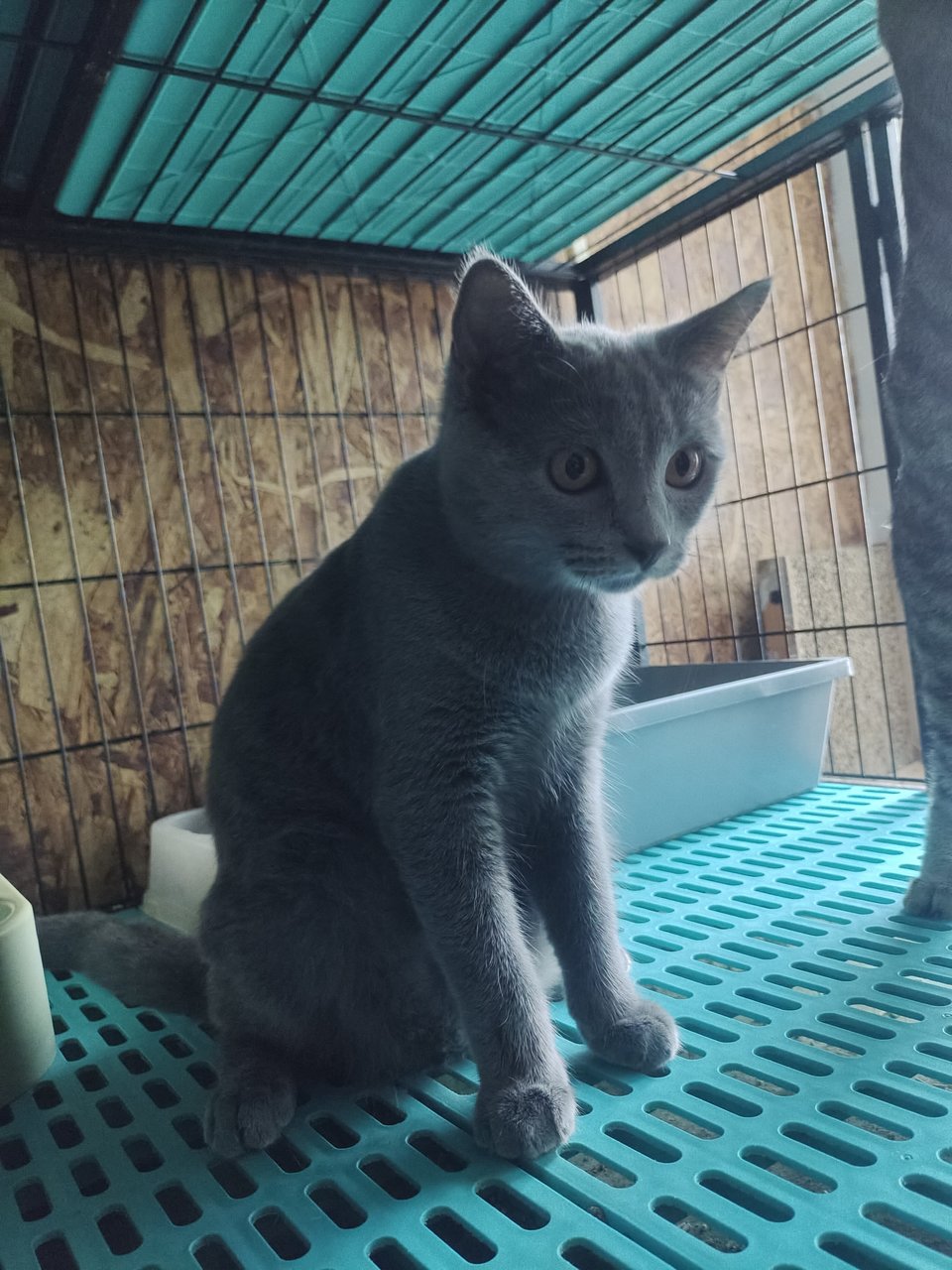 Cutie - British Shorthair + Bengal Cat