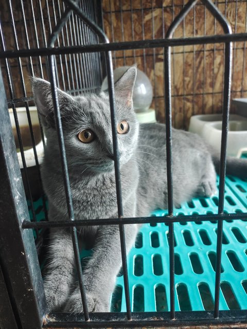 Cutie - British Shorthair + Bengal Cat