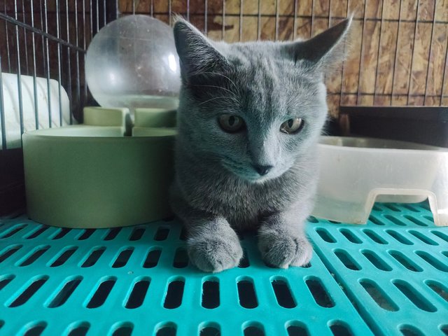 Cutie - British Shorthair + Bengal Cat