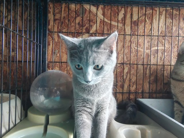 Cutie - British Shorthair + Bengal Cat