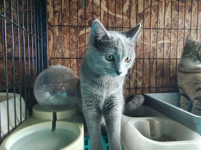 Cutie - British Shorthair + Bengal Cat