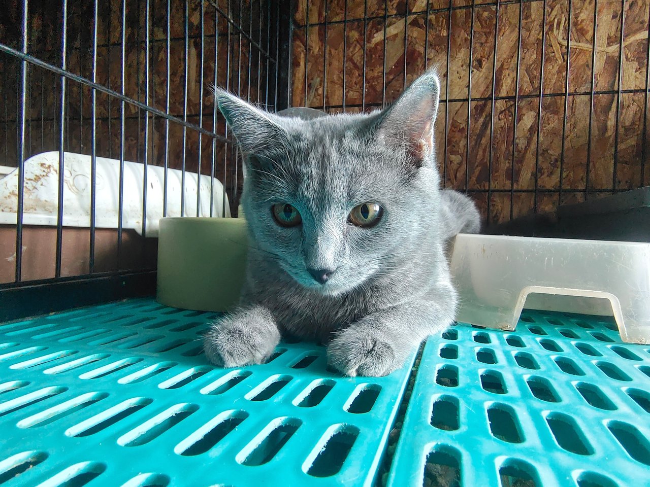 Cutie - British Shorthair + Bengal Cat