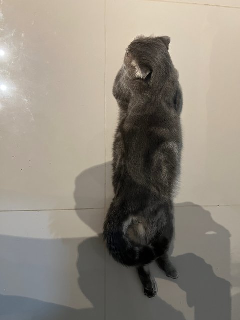 Ruben - British Shorthair + Domestic Long Hair Cat