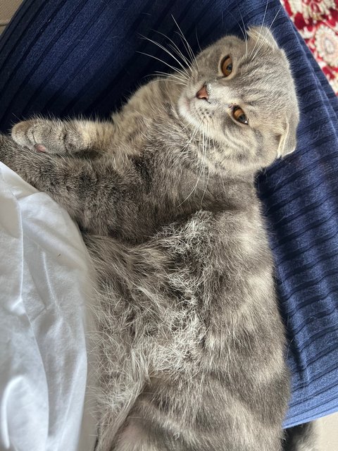 Ruben - British Shorthair + Domestic Long Hair Cat