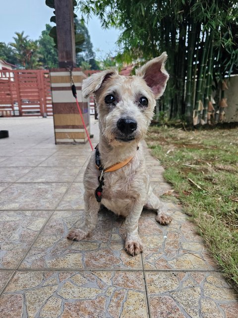 Yoda - Schnauzer Dog