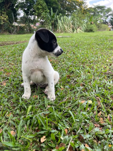 Pongo - Mixed Breed Dog